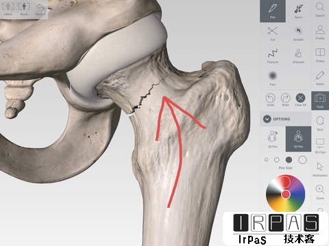 Complete Anatomy - 3D 高清，看遍人体骨骼图[iPad] 3